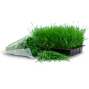 wheatgrass tray & bag icon